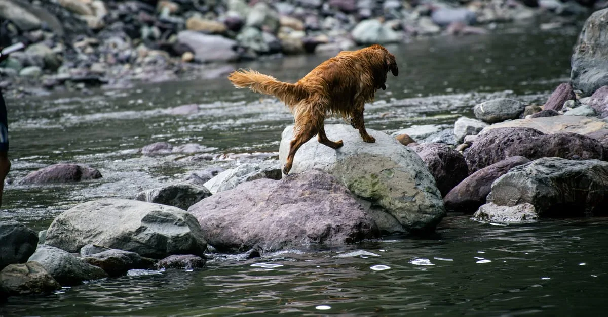 découvrez la position japonaise doggy style, une variante intime et passionnée pour pimenter vos moments à deux.