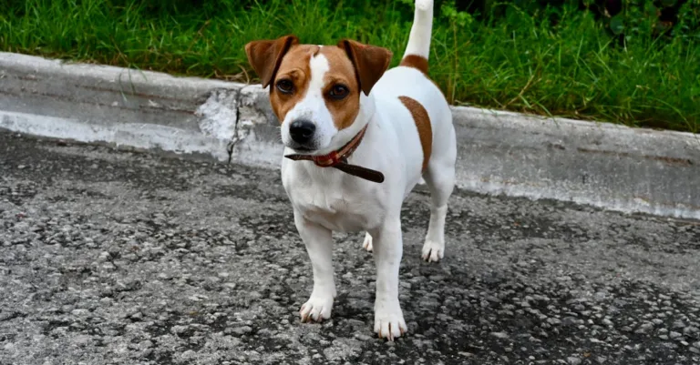 découvrez la position japonaise de doggy style, une variante excitante et intime pour enrichir votre vie intime avec passion et connexion.