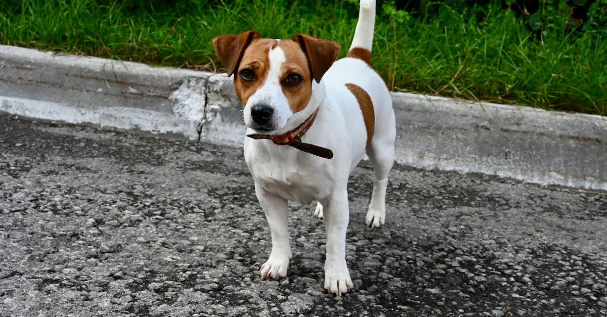découvrez la position japonaise de doggy style, une variante excitante et intime pour enrichir votre vie intime avec passion et connexion.