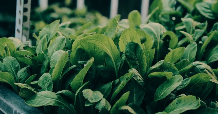 découvrez l'aquaponie, une méthode durable qui combine aquaculture et culture hydroponique pour produire des légumes frais et du poisson de manière écologique.