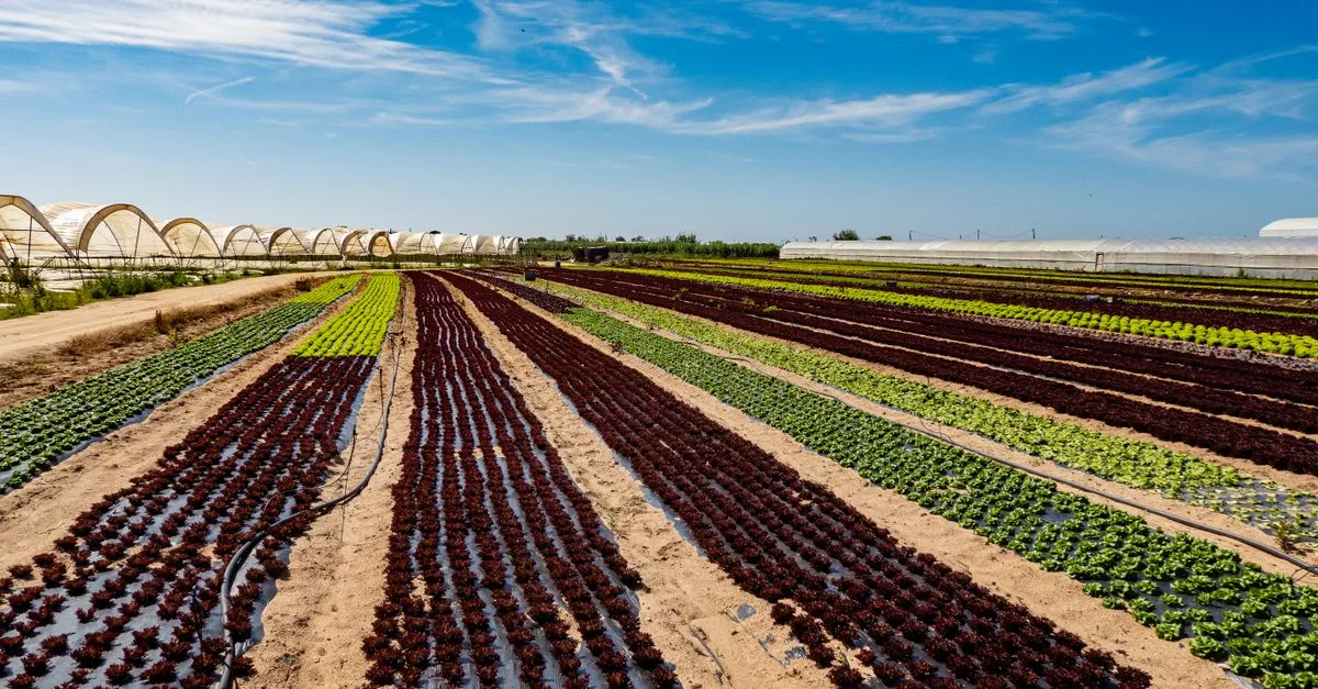 découvrez notre ferme éco-responsable, engagée dans des pratiques agricoles durables pour protéger l'environnement tout en produisant des aliments sains et naturels.