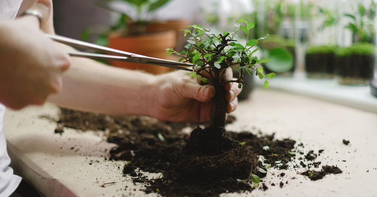 découvrez les meilleures techniques d'élagage des plantes pour favoriser leur croissance, améliorer leur santé et embellir votre jardin.