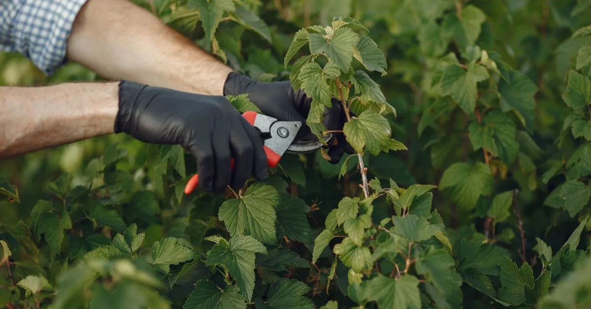 découvrez les meilleures techniques de taille des plantes pour stimuler leur croissance et améliorer leur santé. conseils pratiques pour un jardin florissant toute l'année.
