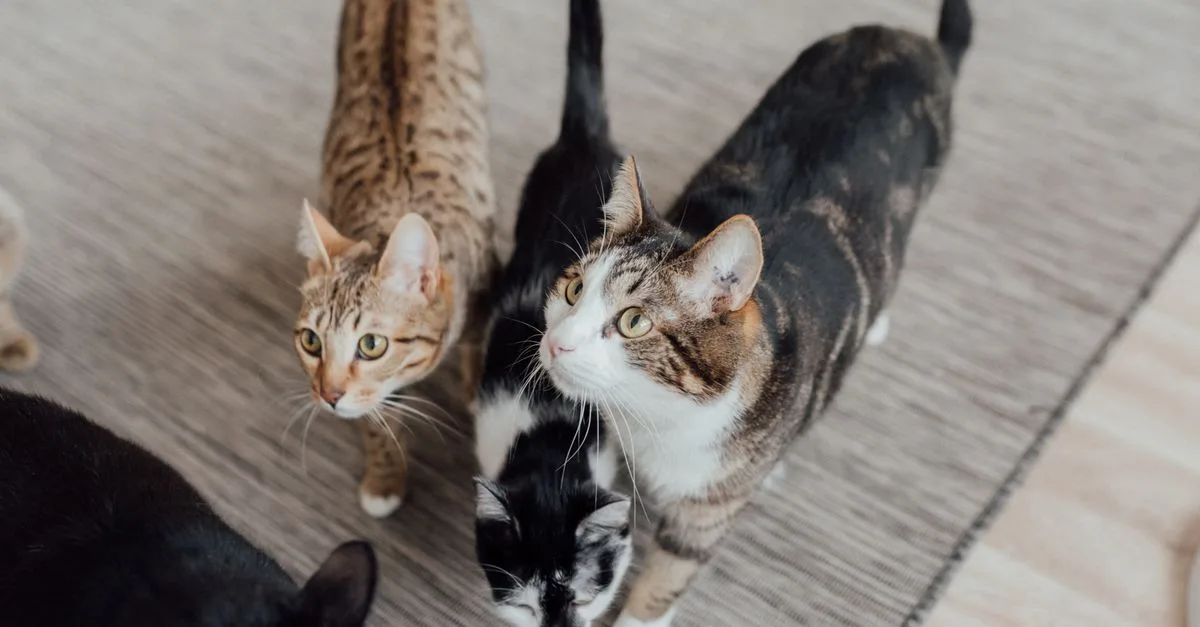 conseils pour une cohabitation harmonieuse entre chats : astuces pour favoriser la paix et l’entente dans votre foyer.