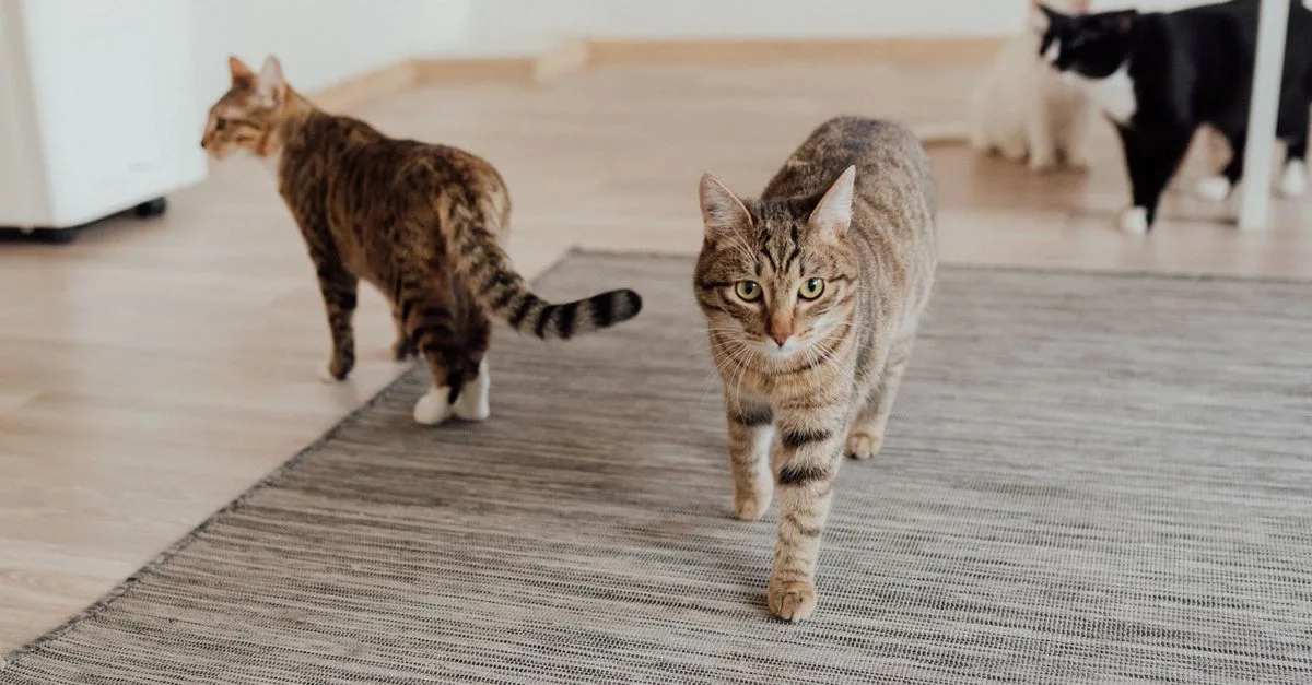 découvrez nos conseils pratiques pour une coexistence harmonieuse avec votre chat, favorisant bien-être et complicité au quotidien.